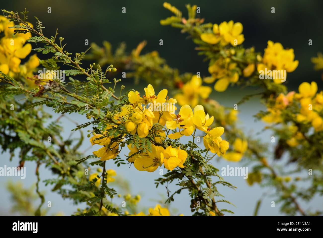 Fiori di colore giallo di Senna Alessandria anche conosciuta come Senna indiana con fogliame lussureggiante. Messa a fuoco selettiva utilizzata. Foto Stock