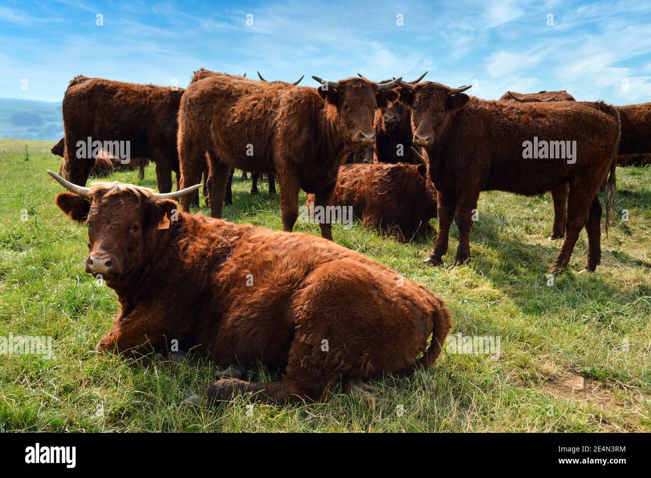 Mandria di giovenche di mucche di Salers, è una mucca di montagna per fare il formaggio. Foto Stock