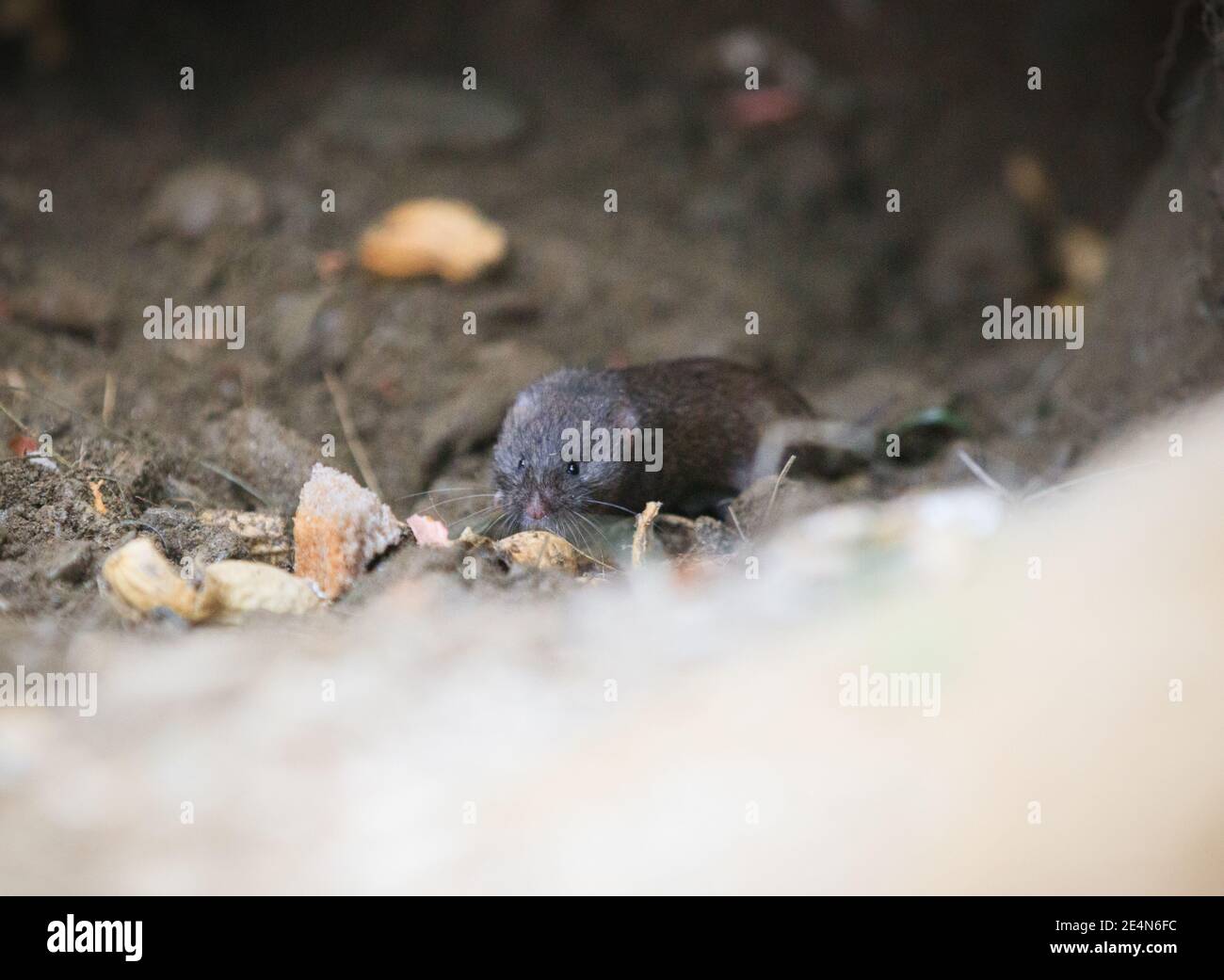 un piccolo topo in una grotta Foto Stock