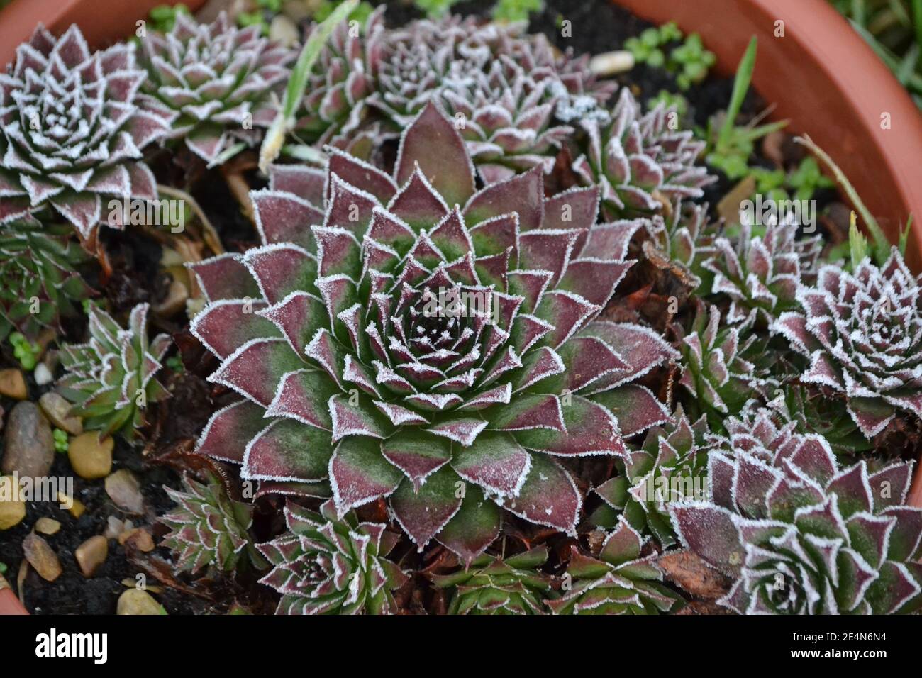 Garden Plant su una Frosty mattina - Rock Plant - Alpine - Sempervivum - North Yorkshire - UK Foto Stock