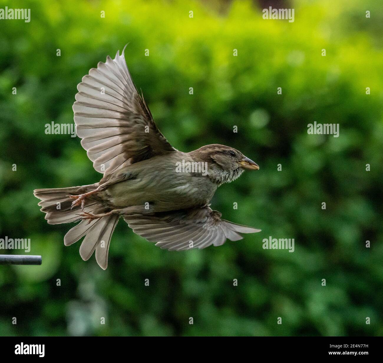 Sparrow Mid-flight Foto Stock