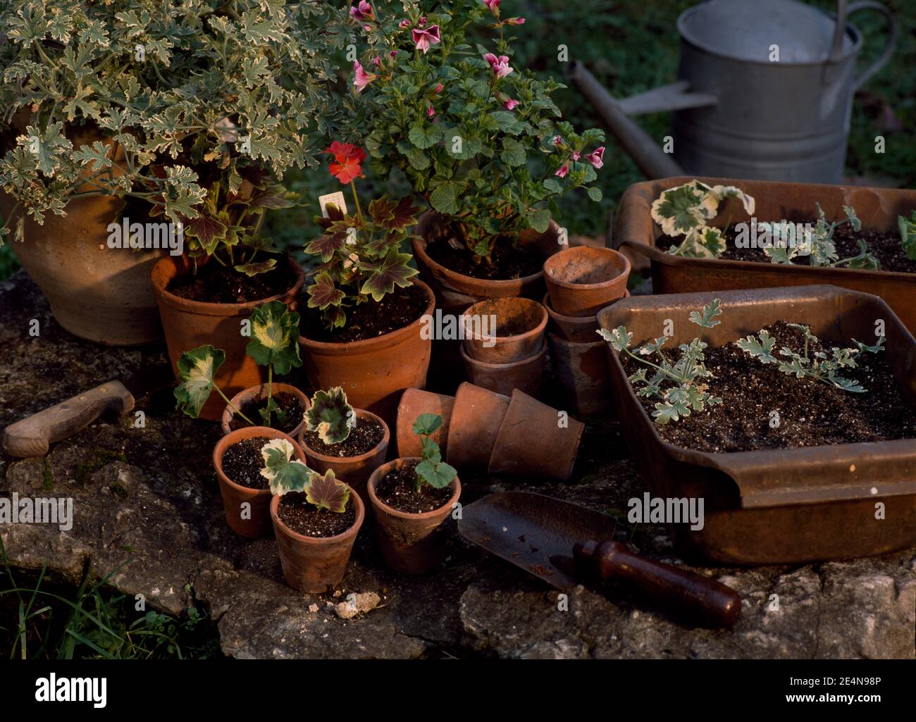 In estate, in giardino si trovano talee in vaso Foto Stock