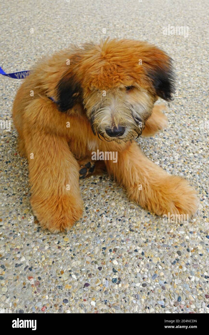 Vista di un cucciolo di Wheaten Terrier rivestito morbido Foto Stock