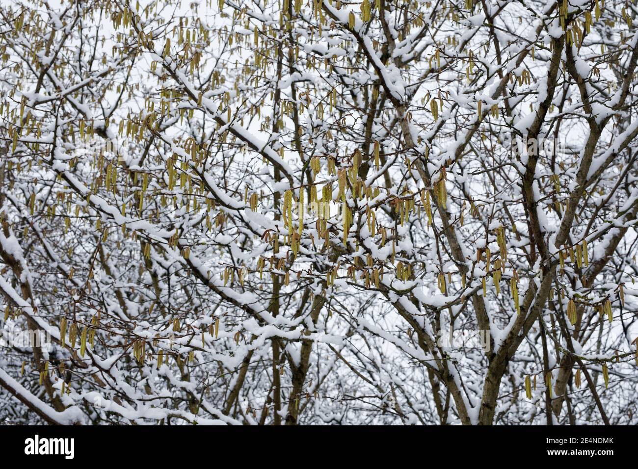Catkins maschili su Corylus avellana coperto di neve. Catkins su Common Hazel. Foto Stock