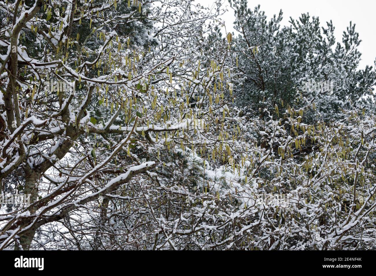 Catkins maschili su Corylus avellana coperto di neve. Catkins su Common Hazel. Foto Stock