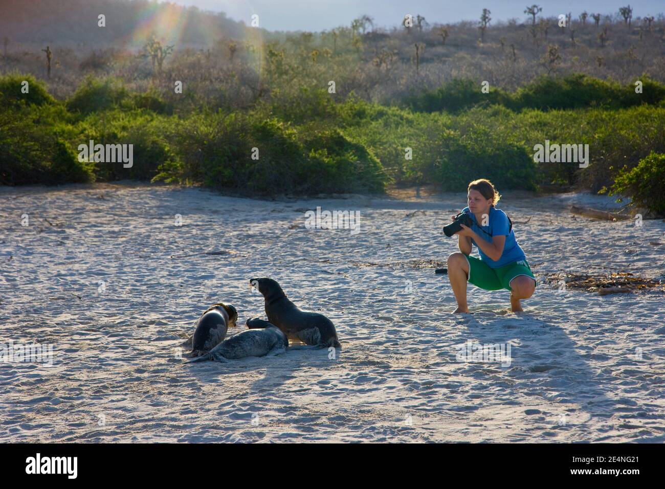 Ecuador. Parque Nacional de las Islas Galapagos. Lobo marino (aromatizzanti di Otaria) Foto Stock