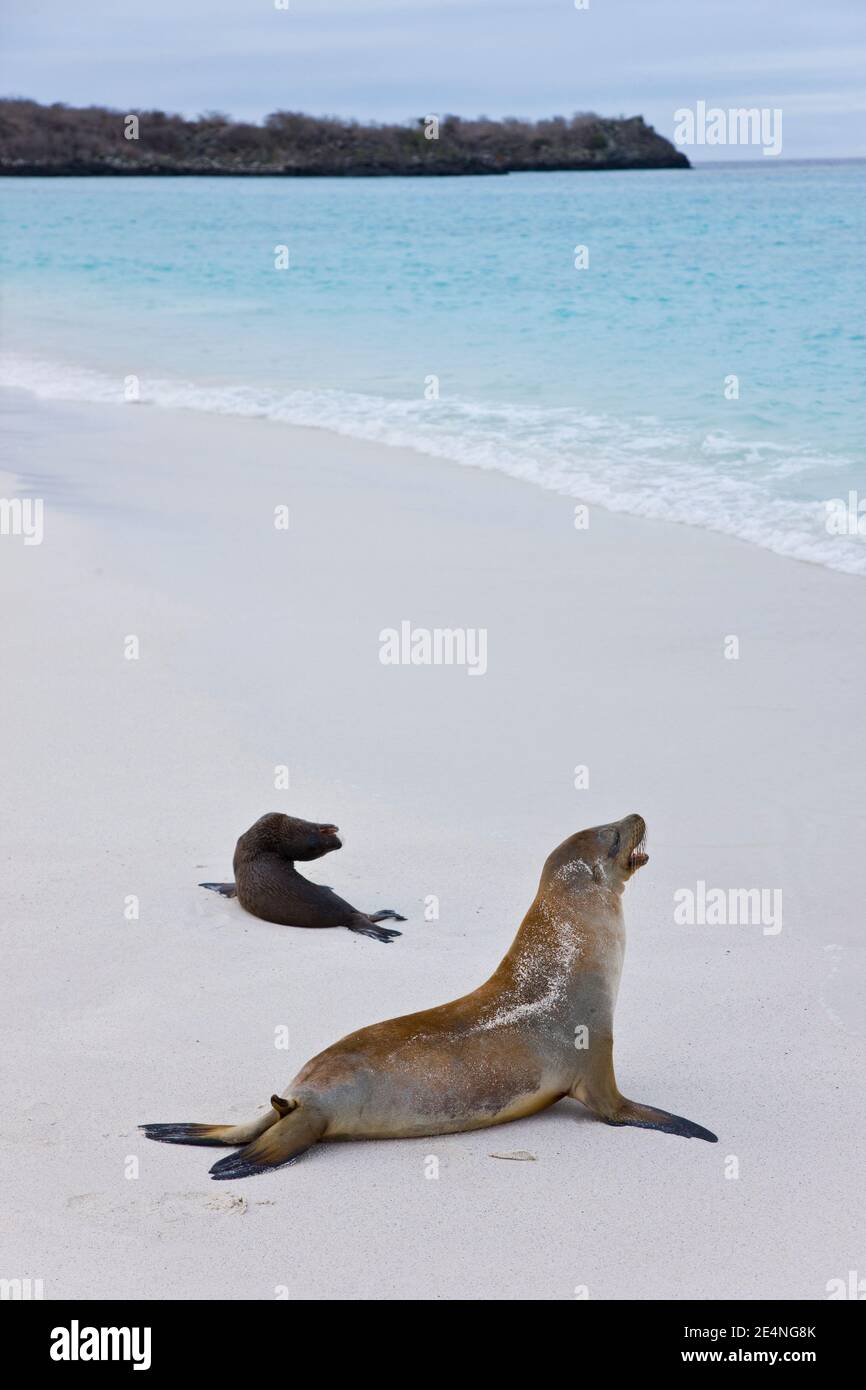 Ecuador. Parque Nacional de las Islas Galapagos. Lobo marino (aromatizzanti di Otaria) Foto Stock