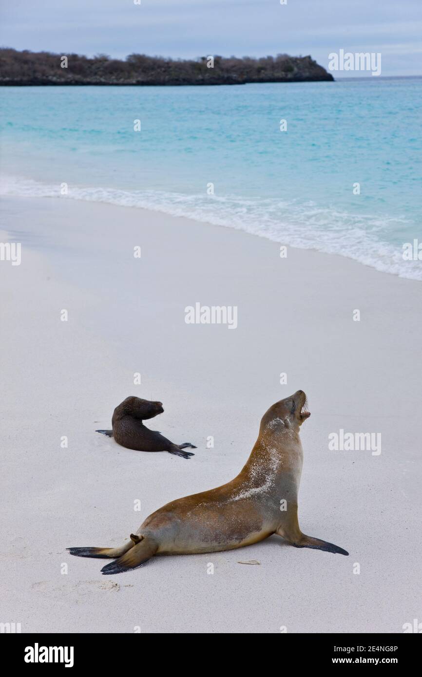 Ecuador. Parque Nacional de las Islas Galapagos. Lobo marino (aromatizzanti di Otaria) Foto Stock