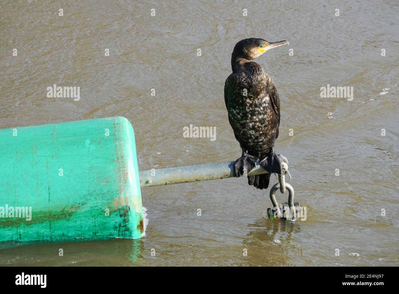 Grande cormorano su una barriera di sicurezza galleggiante sul fiume Lea, Londra, Inghilterra, Regno Unito, Regno Unito Foto Stock Grande cormorano su una barriera di sicurezza galleggiante sul fiume Lea, Londra, Inghilterra, Regno Unito, Regno Unito Foto Stock