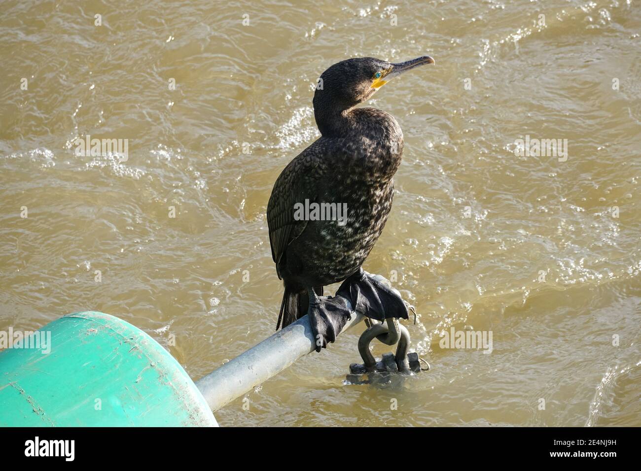 Grande cormorano su una barriera di sicurezza galleggiante sul fiume Lea, Londra, Inghilterra, Regno Unito, Regno Unito Foto Stock Grande cormorano su una barriera di sicurezza galleggiante sul fiume Lea, Londra, Inghilterra, Regno Unito, Regno Unito Foto Stock