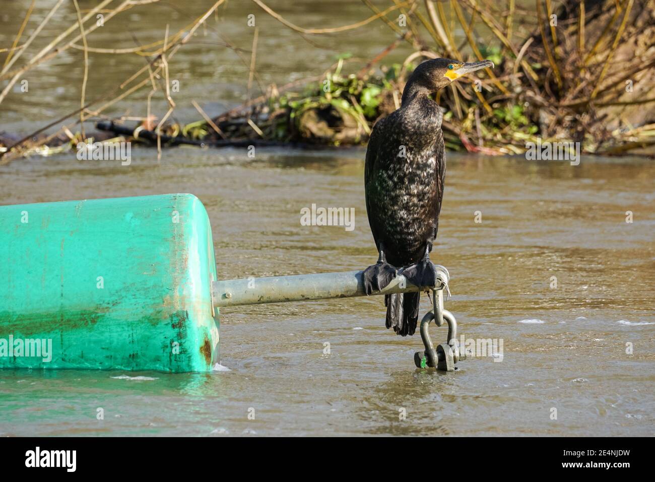 Grande cormorano su una barriera di sicurezza galleggiante sul fiume Lea, Londra, Inghilterra, Regno Unito, Regno Unito Foto Stock Grande cormorano su una barriera di sicurezza galleggiante sul fiume Lea, Londra, Inghilterra, Regno Unito, Regno Unito Foto Stock