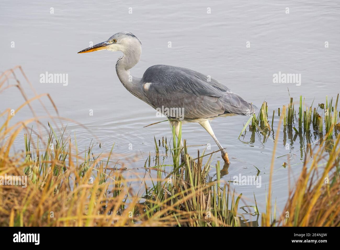 Gray Heron (Ardea cinerea) caccia in un fiume Lea, Regno Unito Foto Stock Gray Heron (Ardea cinerea) caccia in un fiume Lea, Regno Unito Foto Stock