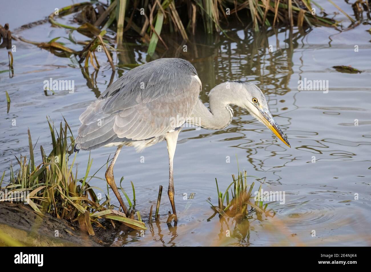 Gray Heron (Ardea cinerea) caccia in un fiume Lea, Regno Unito Foto Stock Gray Heron (Ardea cinerea) caccia in un fiume Lea, Regno Unito Foto Stock