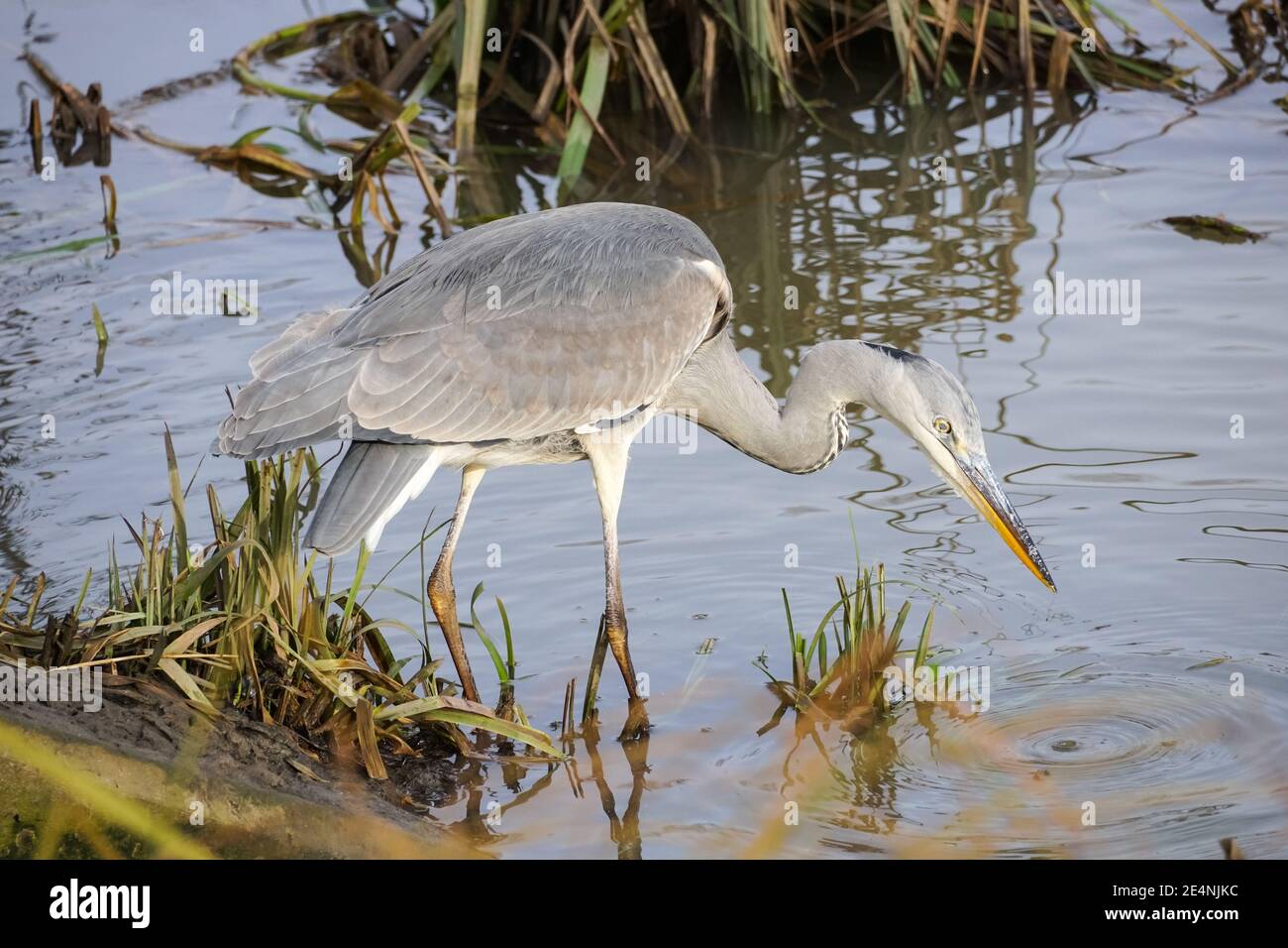 Gray Heron (Ardea cinerea) caccia in un fiume Lea, Regno Unito Foto Stock Gray Heron (Ardea cinerea) caccia in un fiume Lea, Regno Unito Foto Stock