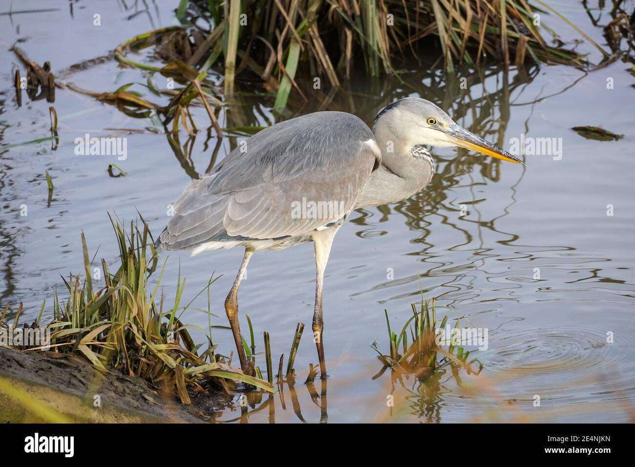 Gray Heron (Ardea cinerea) caccia in un fiume Lea, Regno Unito Foto Stock Gray Heron (Ardea cinerea) caccia in un fiume Lea, Regno Unito Foto Stock