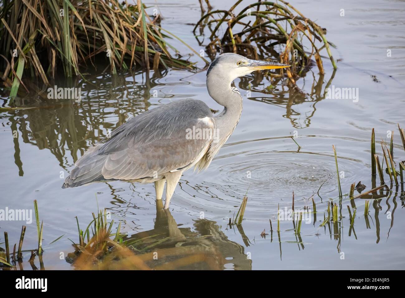 Gray Heron (Ardea cinerea) caccia in un fiume Lea, Regno Unito Foto Stock Gray Heron (Ardea cinerea) caccia in un fiume Lea, Regno Unito Foto Stock