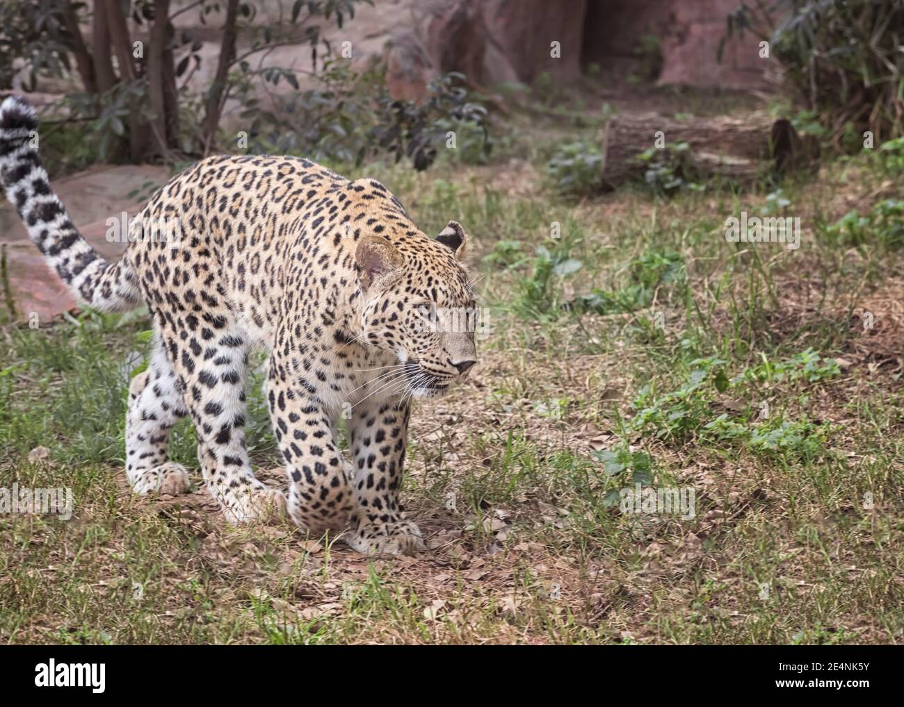 leopardo persiano, Panthera pardus saxicolor. Animali nella vita selvaggia Foto Stock