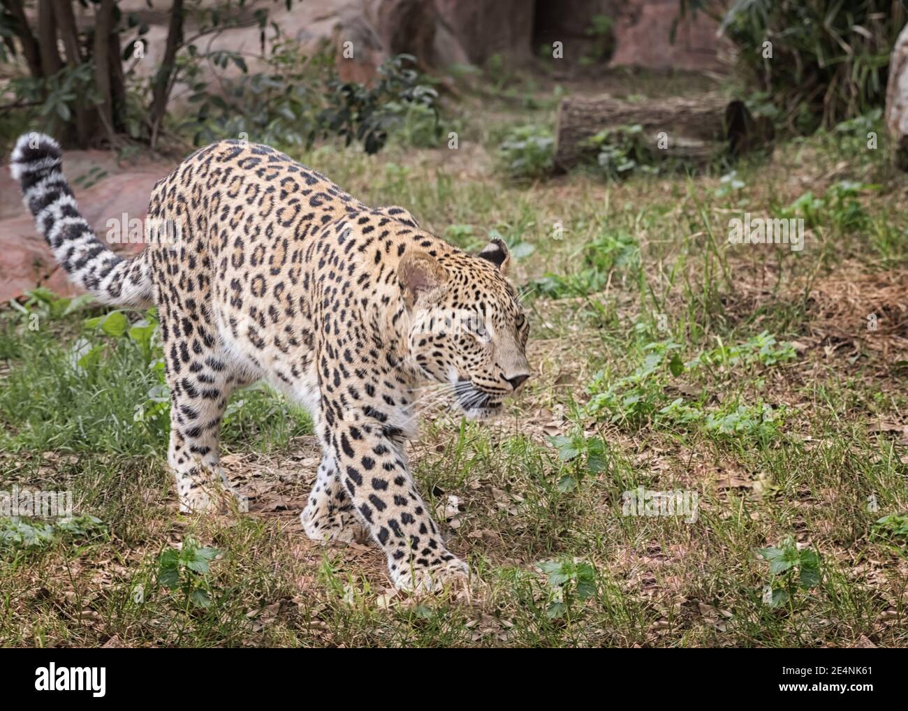 leopardo persiano. Animali nella vita selvaggia Foto Stock