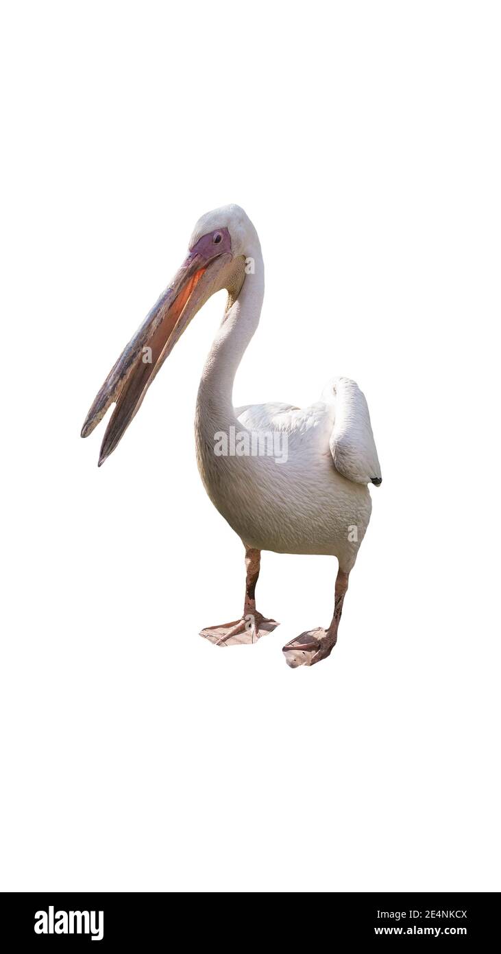 Uccello Pelican isolato su sfondo bianco. Foto Stock