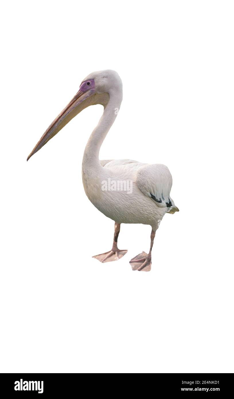 Pelican isolato su sfondo bianco, Pelican uccello. Foto Stock