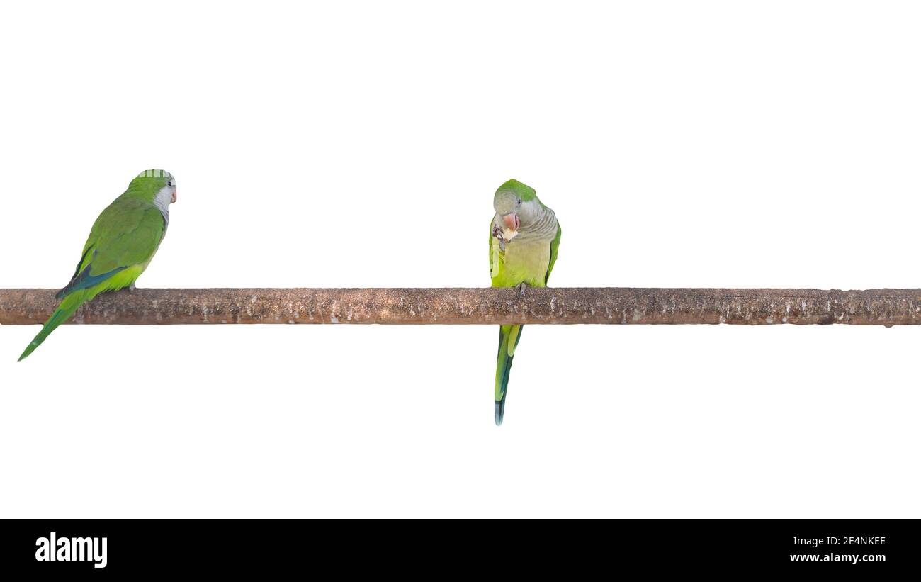 Pappagalli siedono su un ramo su uno sfondo bianco, pappagalli verdi piccoli sono un posto per il testo, uccelli su uno sfondo isolato. Foto Stock