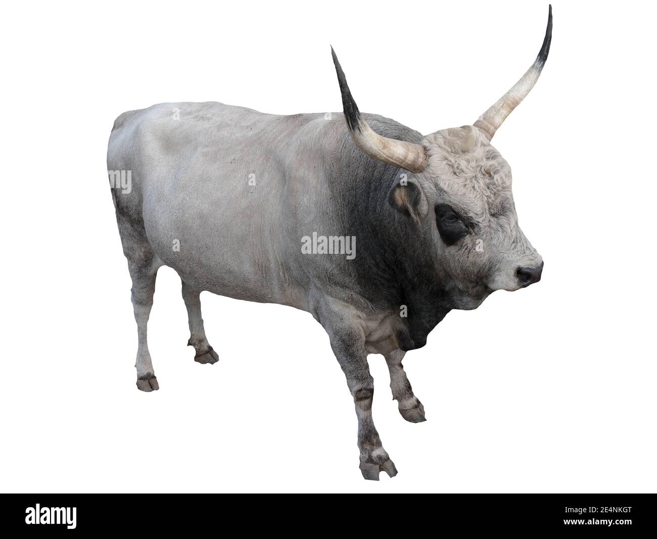 Buffalo isolato su sfondo bianco, isolato di bestiame, toro bianco su sfondo bianco. L'animale è cornuto Foto Stock
