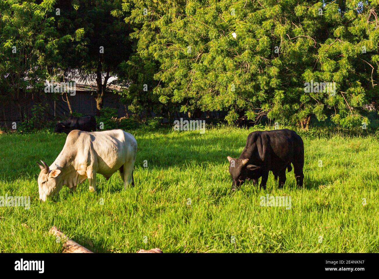 I tori pascolano in un pascolo vicino El Higuerito, Repubblica Dominicana. Foto Stock