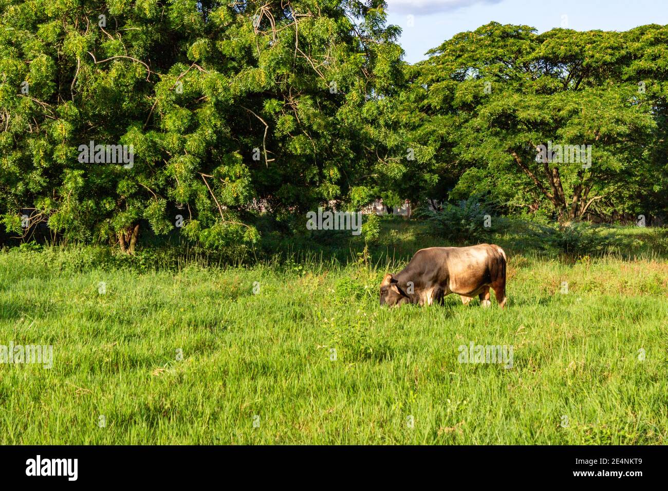 Un toro pascola in un pascolo vicino El Higuerito, Repubblica Dominicana. Foto Stock