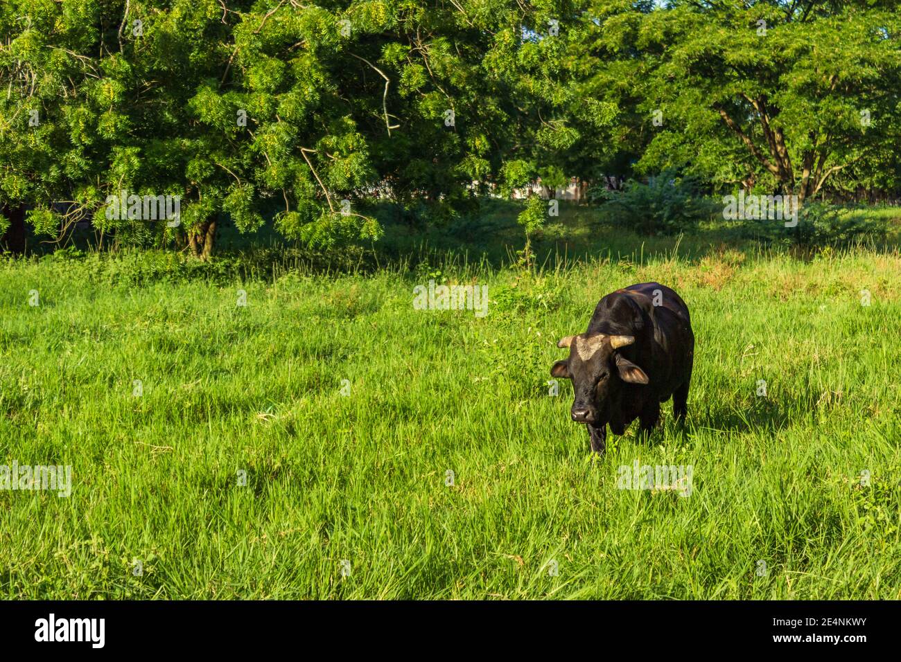 Un toro pascola in un pascolo vicino El Higuerito, Repubblica Dominicana. Foto Stock