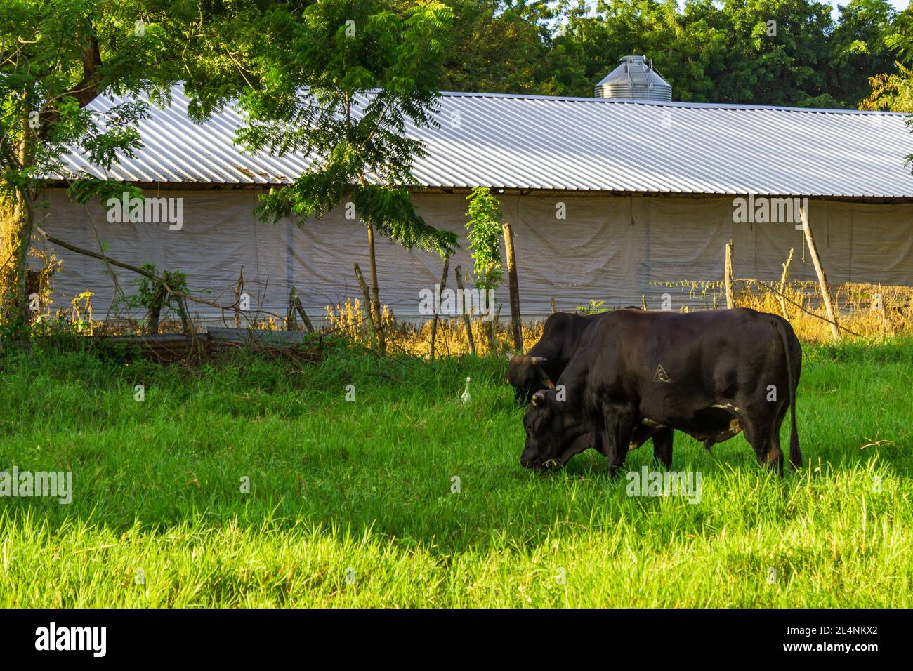 I tori pascolano in un pascolo, con edifici commerciali di pollo sullo sfondo, vicino a El Higuerito, Repubblica Dominicana. Foto Stock