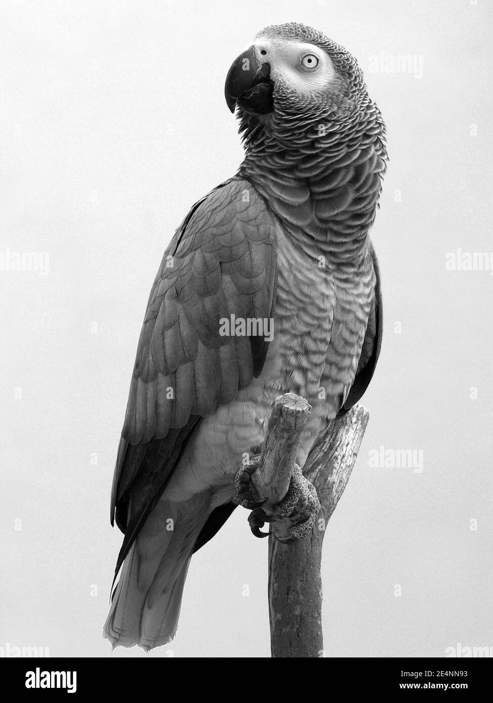 Pappagallo immagini e fotografie stock ad alta risoluzione - Alamy