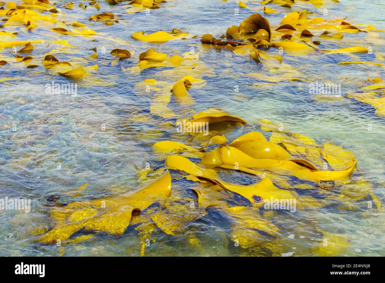 Giant bull kelp galleggianti in shallows di rockpools sulla costa della zona di Catlins in Sout Island Nuova Zelanda. Foto Stock