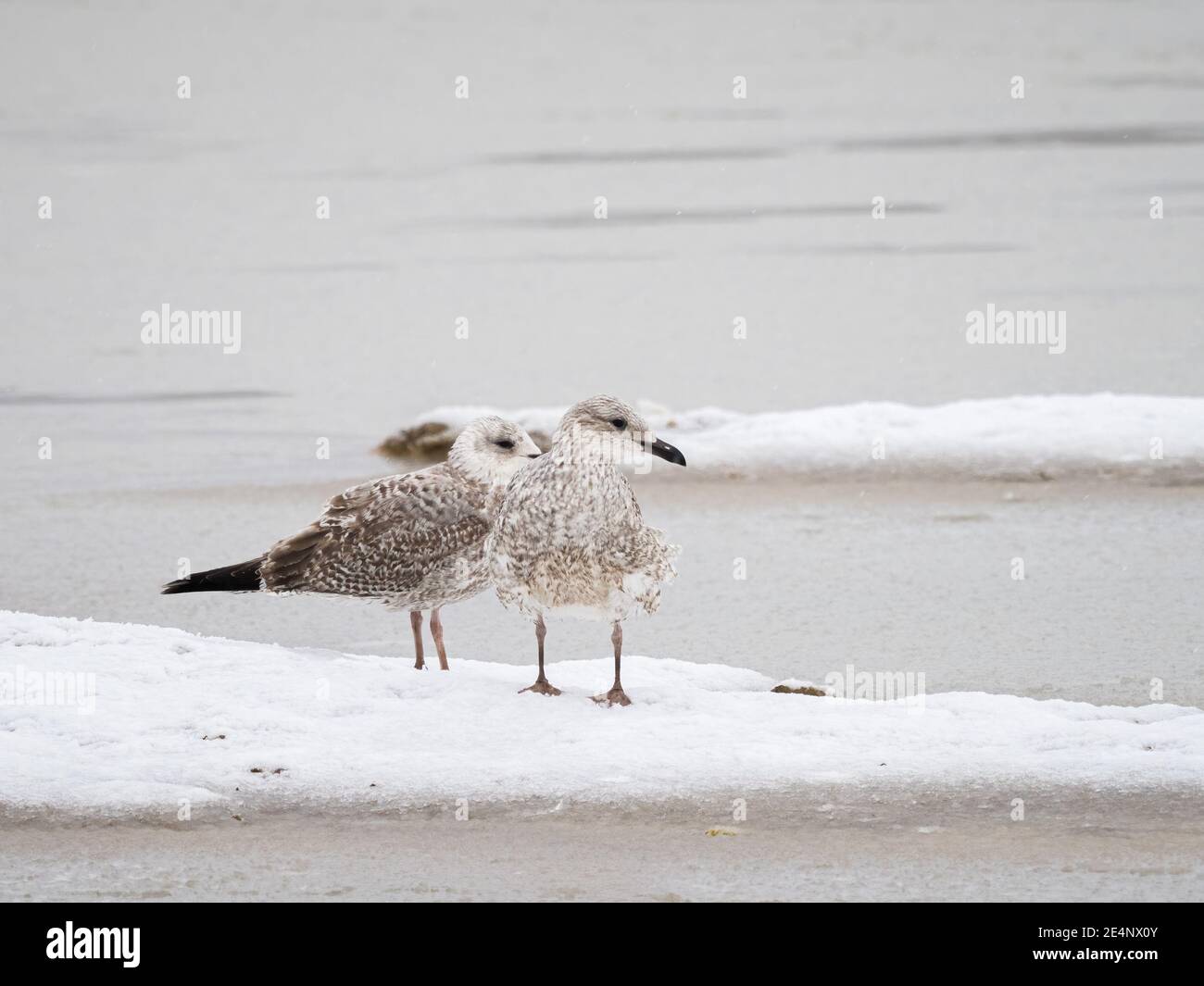 Gabbiani di aringhe giovanili (Larus argentatus) nella riserva naturale di Beddington Farmlands a Sutton, Londra. Foto Stock