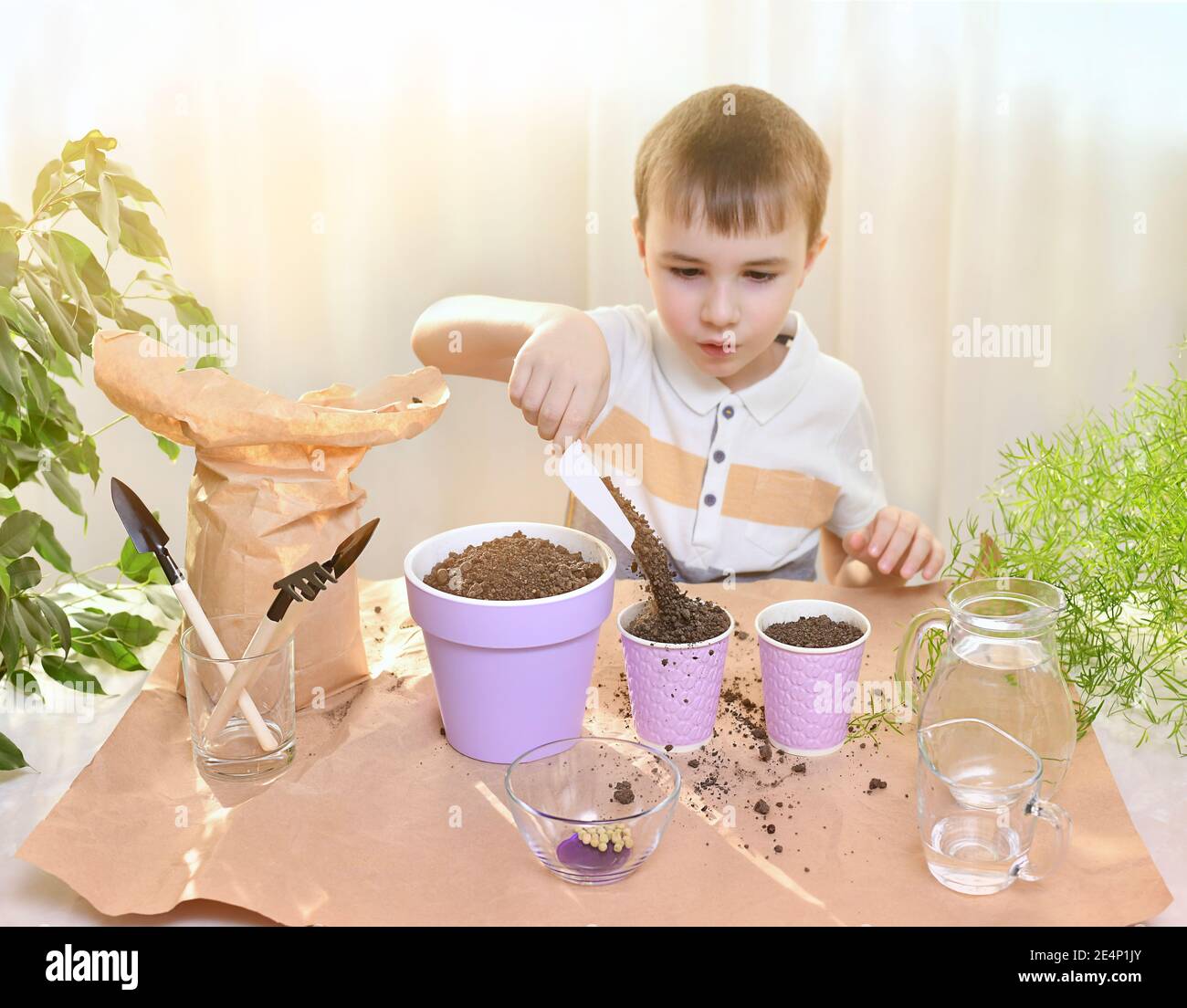 Un bambino con un'emozione sorpresa sul suo viso versa una radura del terreno che si sgretola in una tazza di carta per piantine. Giardinaggio all'interno dalla finestra, piantando semi di pisello. Foto Stock