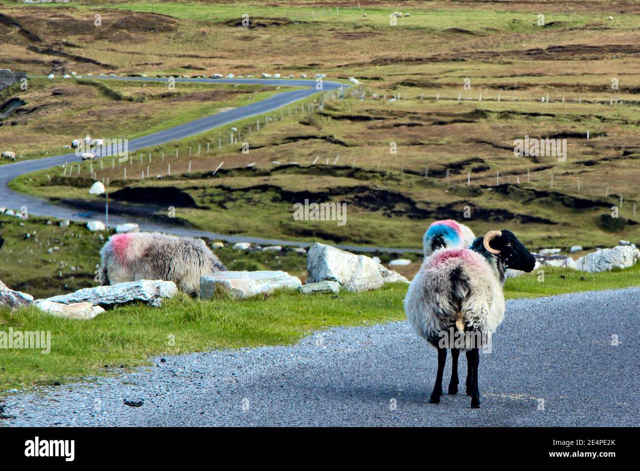 Foto spettacolare delle tortuose strade della contea di Mayo Irlanda con pecore e arieti che camminano nella strada. Foto Stock