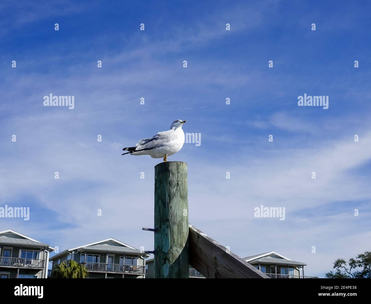 Gabbiano a forma di anello, Larus delawarensis, in piedi su palafitte con le cime dei condomini della costa del golfo appena visto sullo sfondo a Cedar Key, Florida, USA. Foto Stock