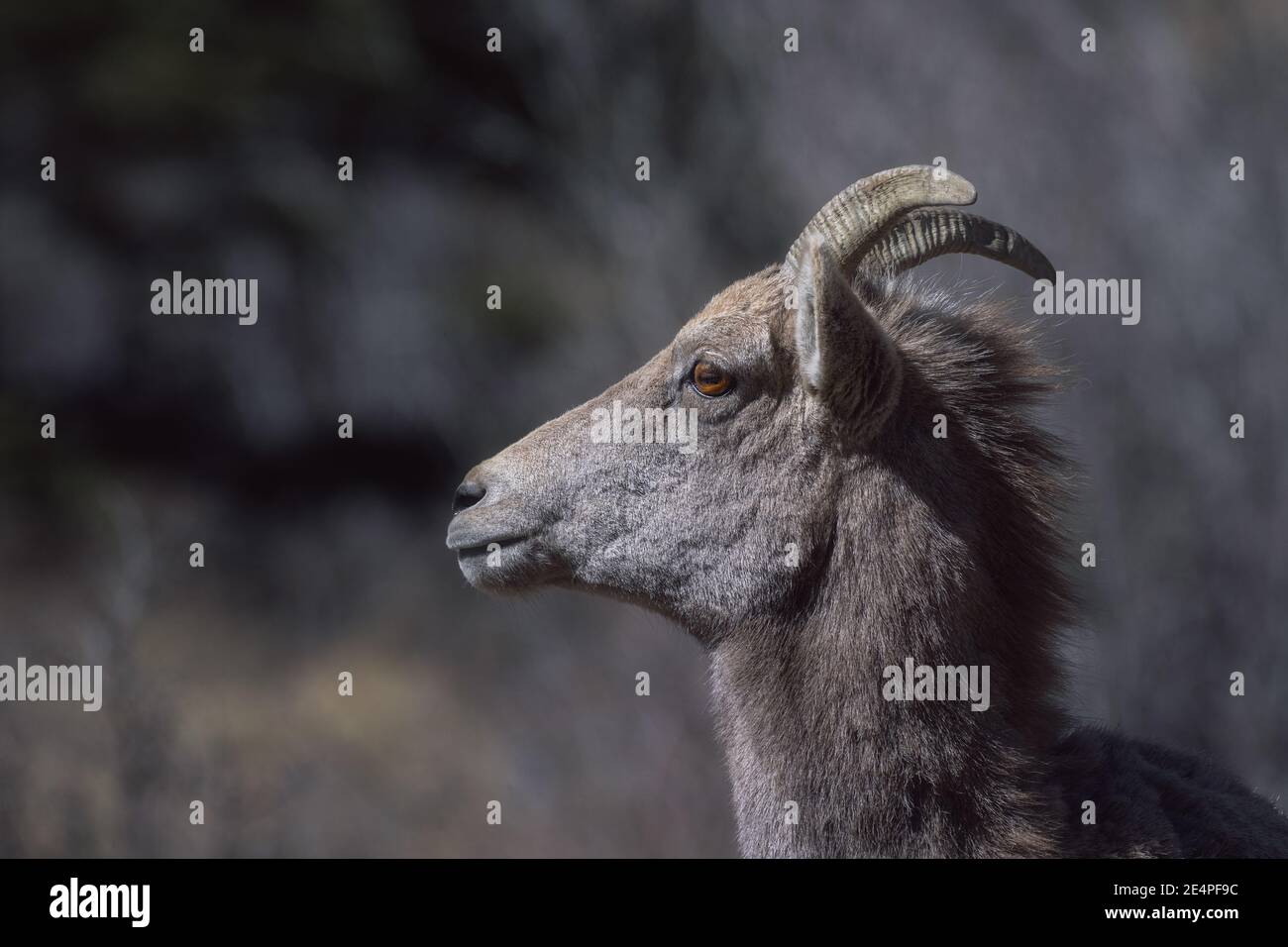 Femmina pecore bighorn in inverno Foto Stock