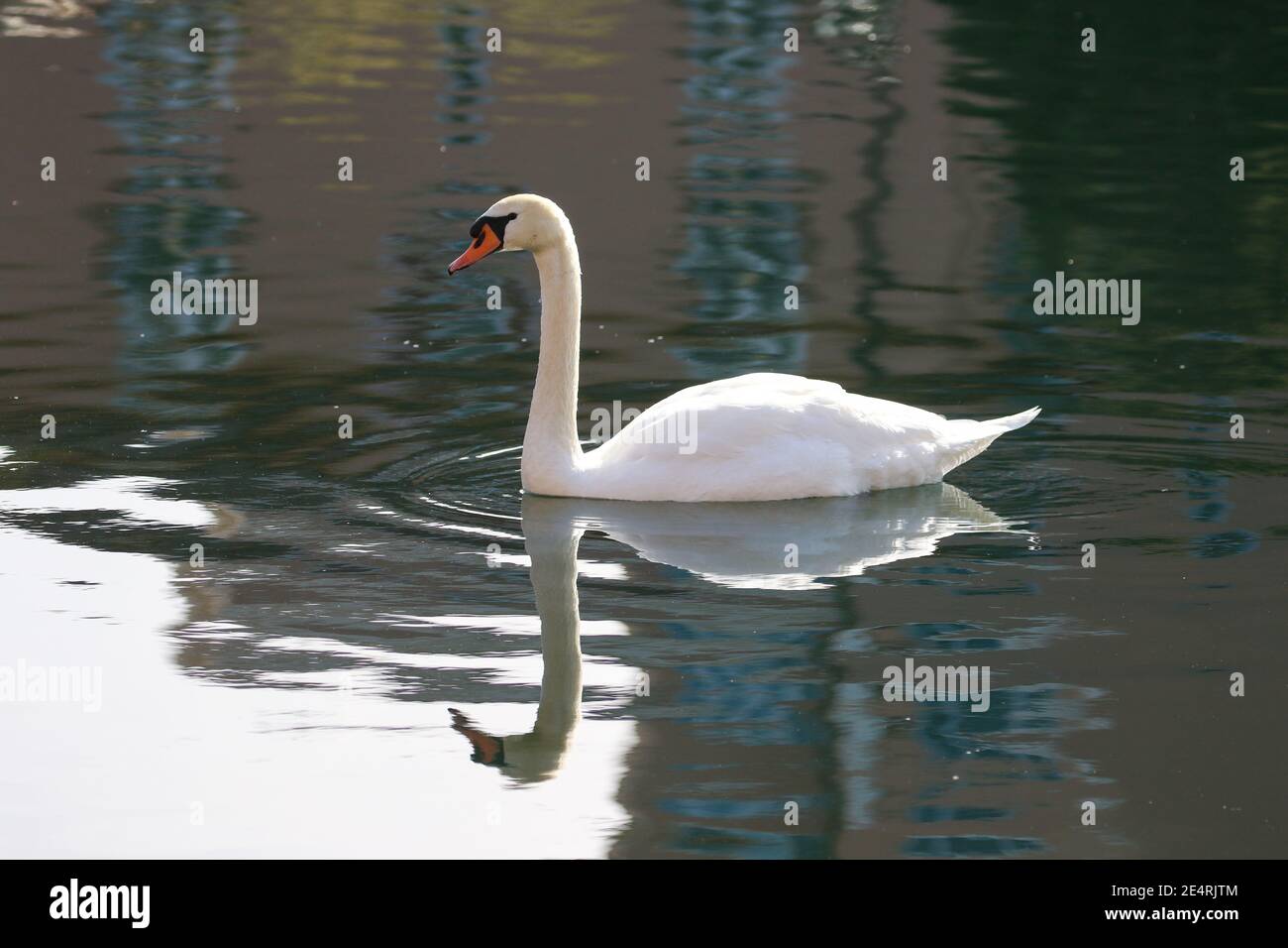 Swan in acqua Foto Stock