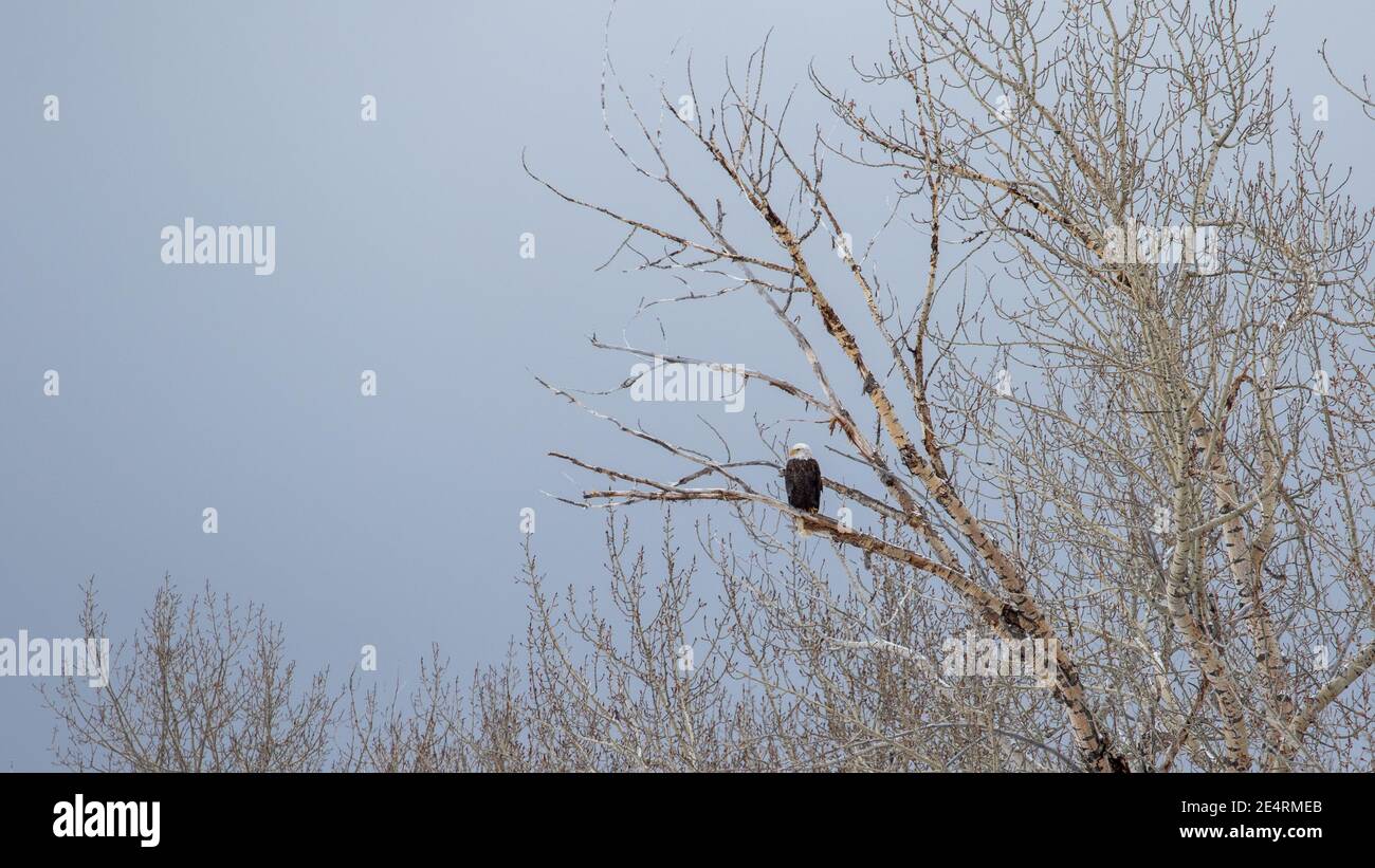 Aquila calva a Bozeman MT Foto Stock