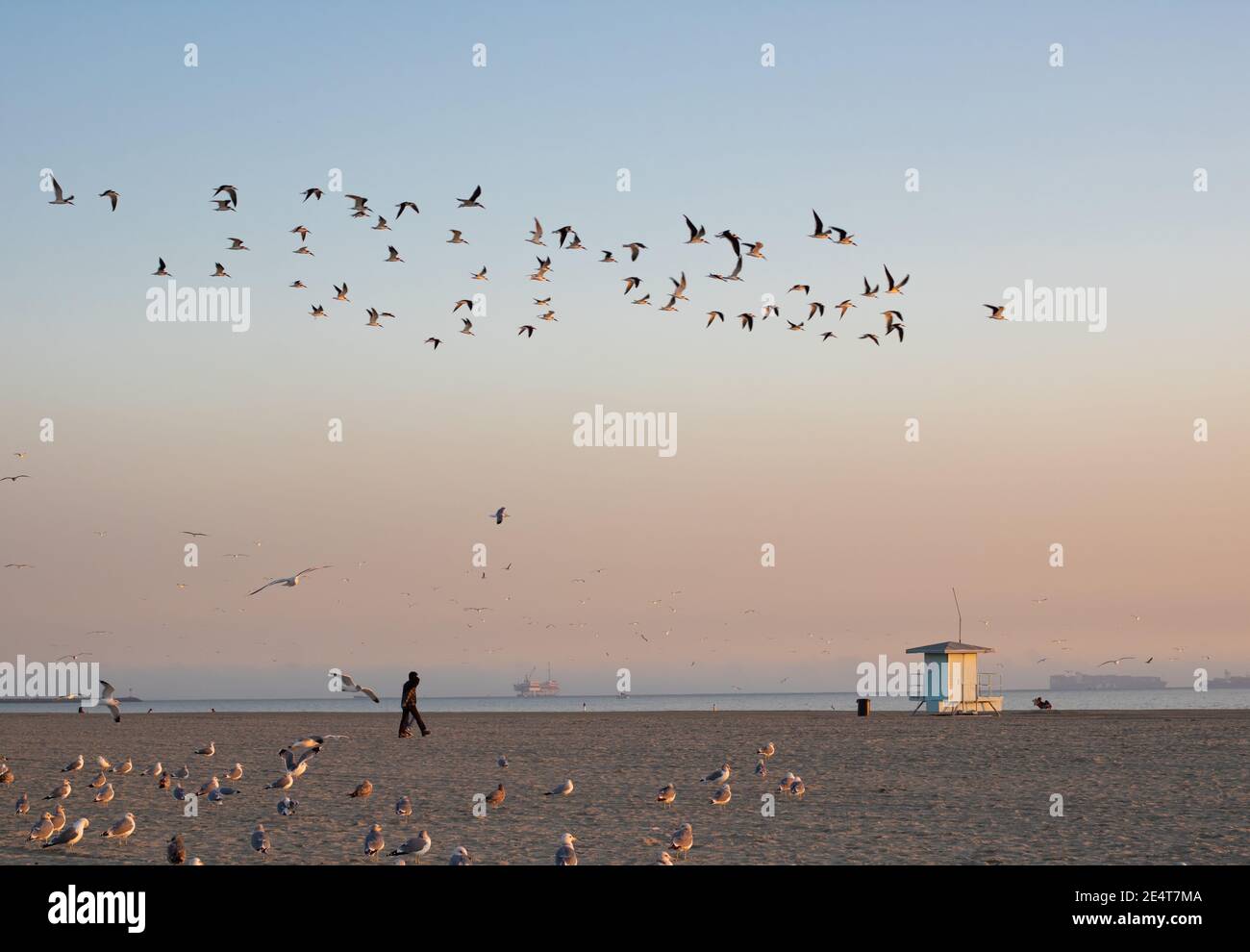 Vista dell'ora d'oro di un gregge di gabbiani che volano lungo cielo di spiaggia con bagnino e persone sullo sfondo Foto Stock