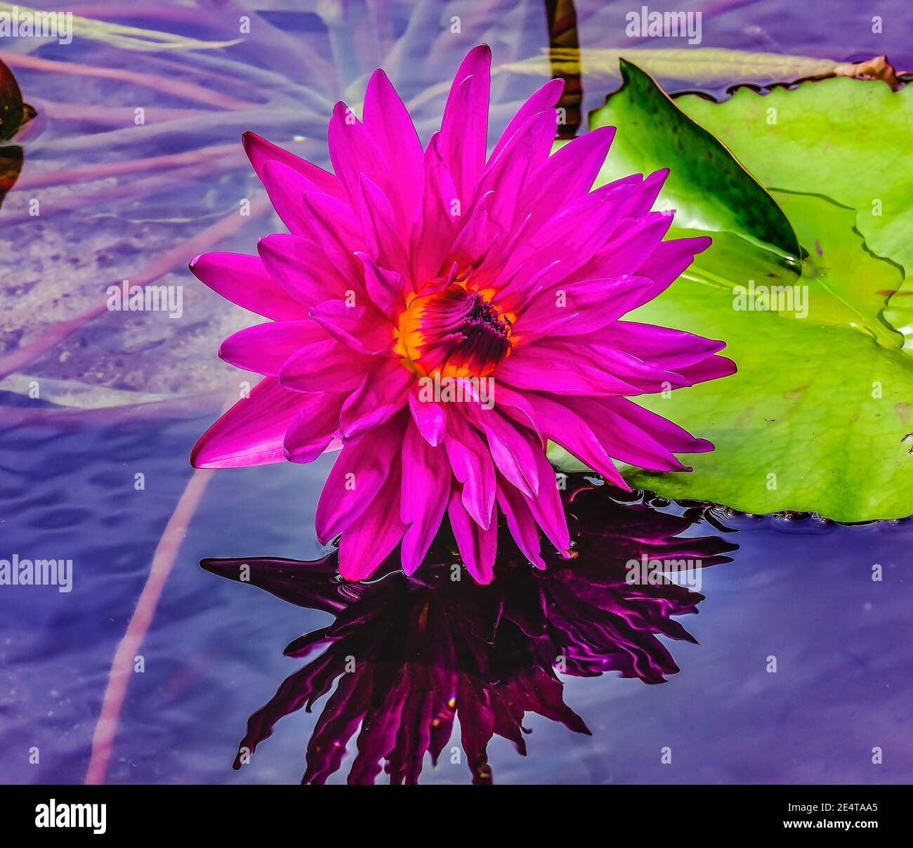 Rosa Viola giallo Siam giglio loto verde acqua Pad giglio Moorea Tahiti Polinesia Francese Foto Stock