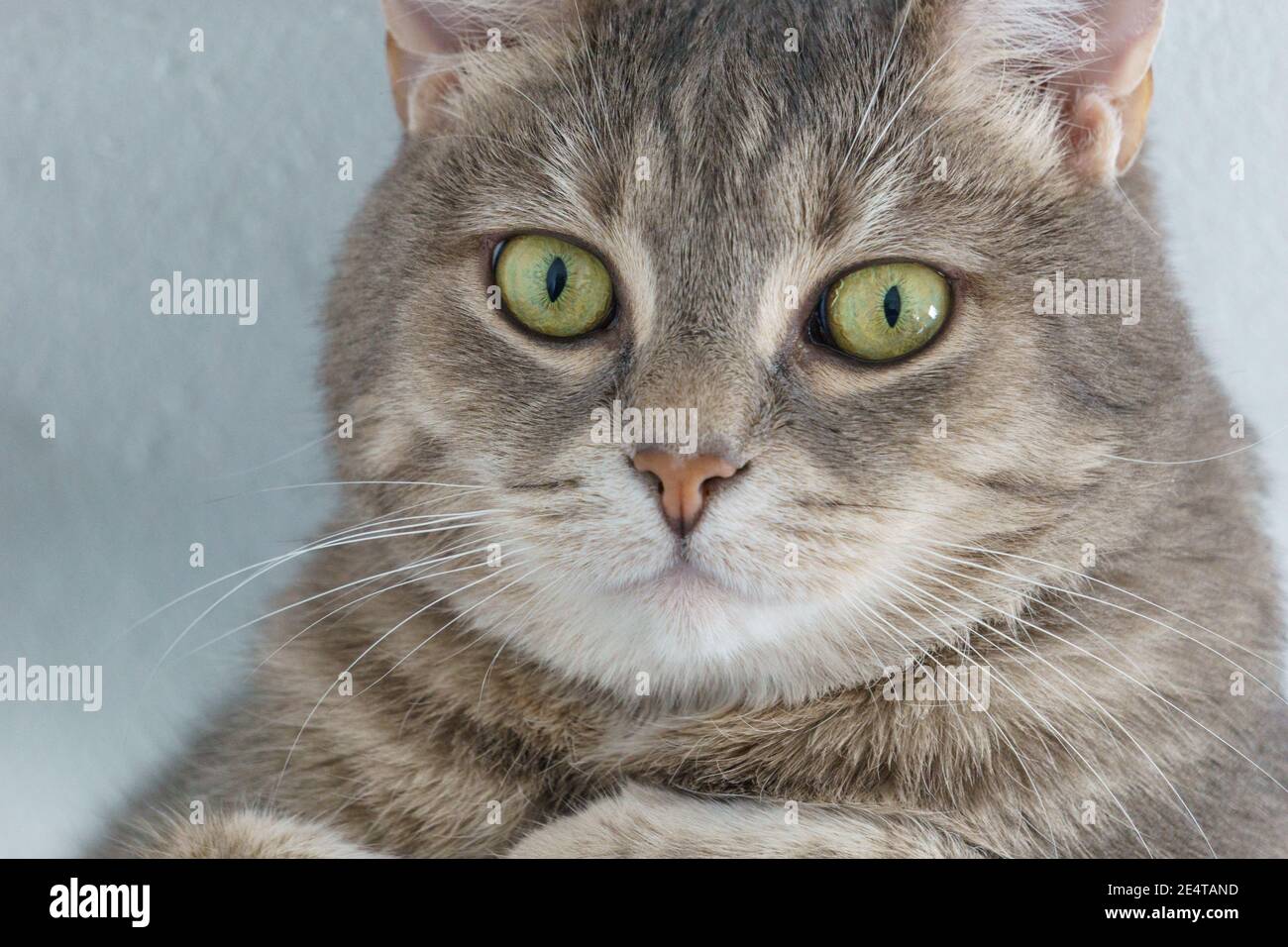 ritratto di gatti a faccia da vicino con occhi curiosi Foto Stock