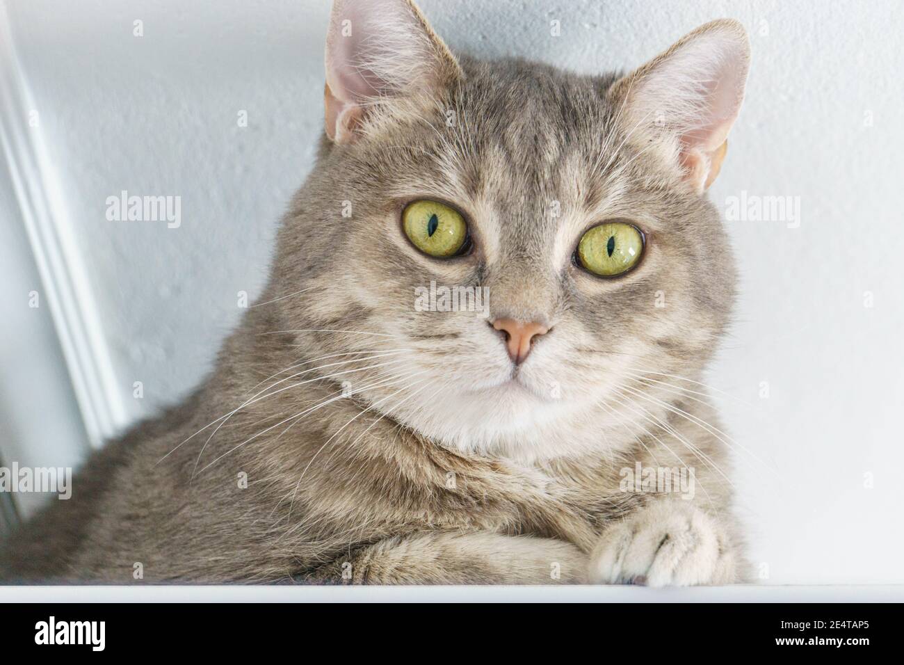 ritratto di gatti a faccia da vicino con occhi curiosi Foto Stock