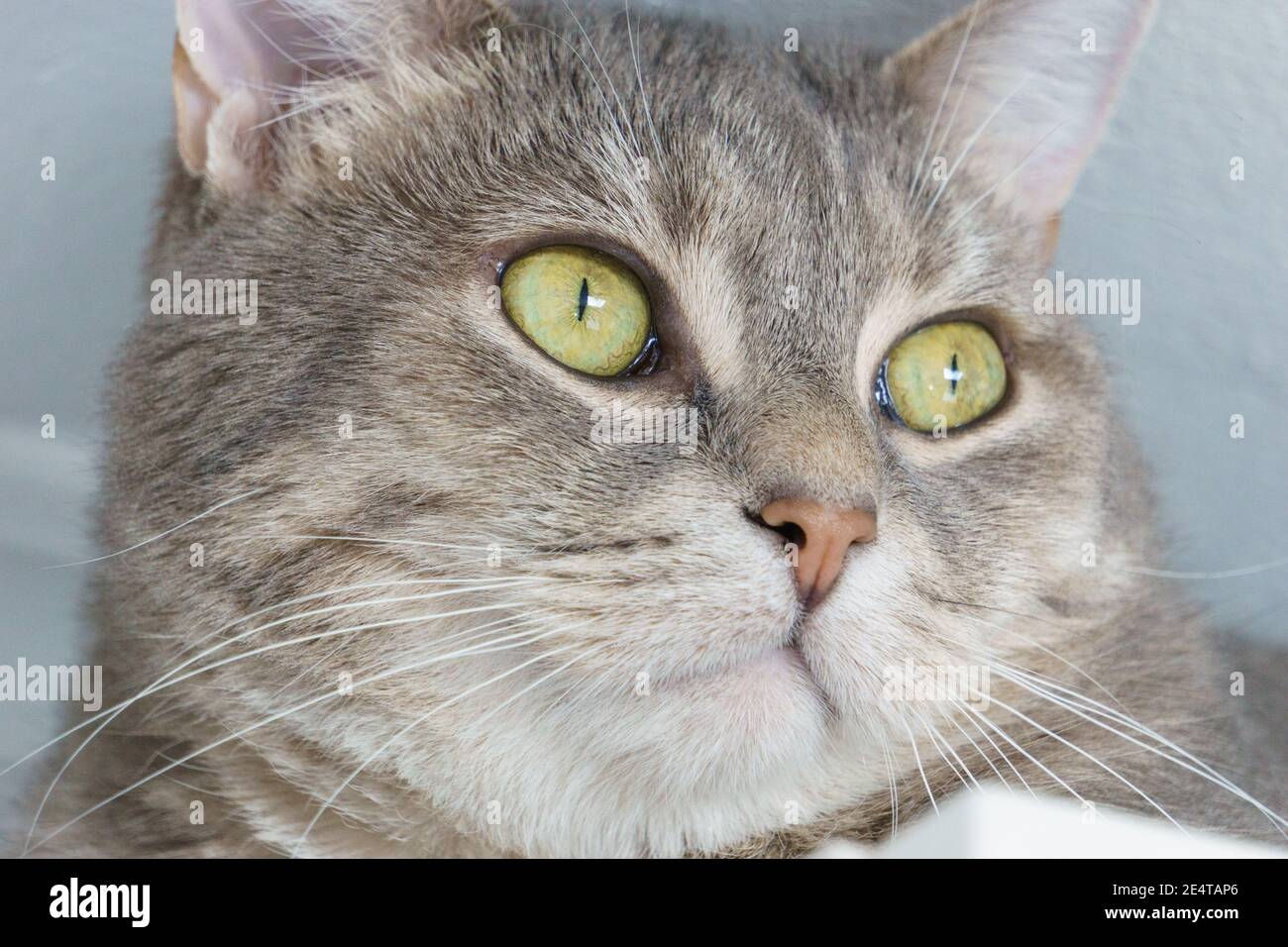 ritratto di gatti faccia da vicino con look da sogno Foto Stock