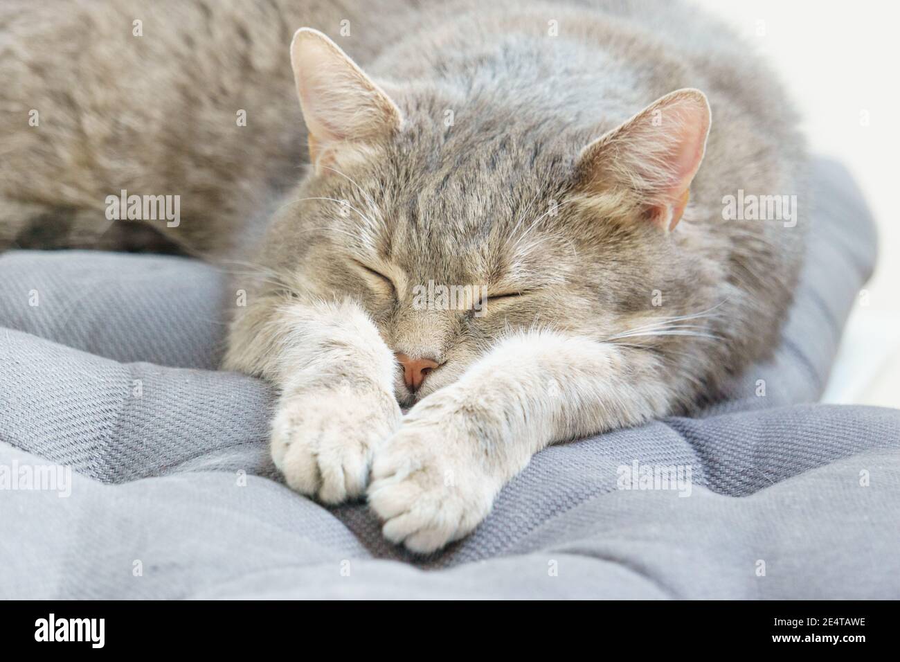 gatto addormentato carino adagiato su un cuscino blu Foto Stock