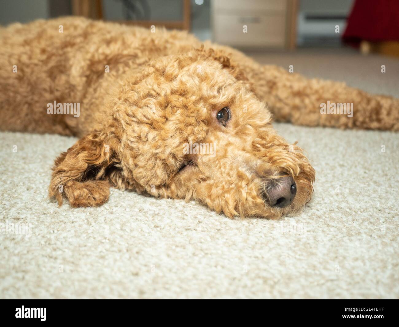 L'australiano Labradoodle è un mix tra Labrador Retriever, Poodle e Cocker Spaniel. Foto Stock