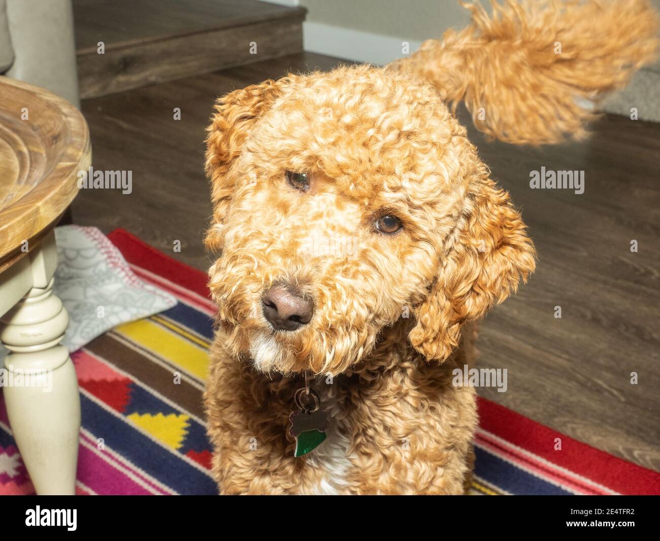 L'australiano Labradoodle è un mix tra Labrador Retriever, Poodle e Cocker Spaniel. Foto Stock