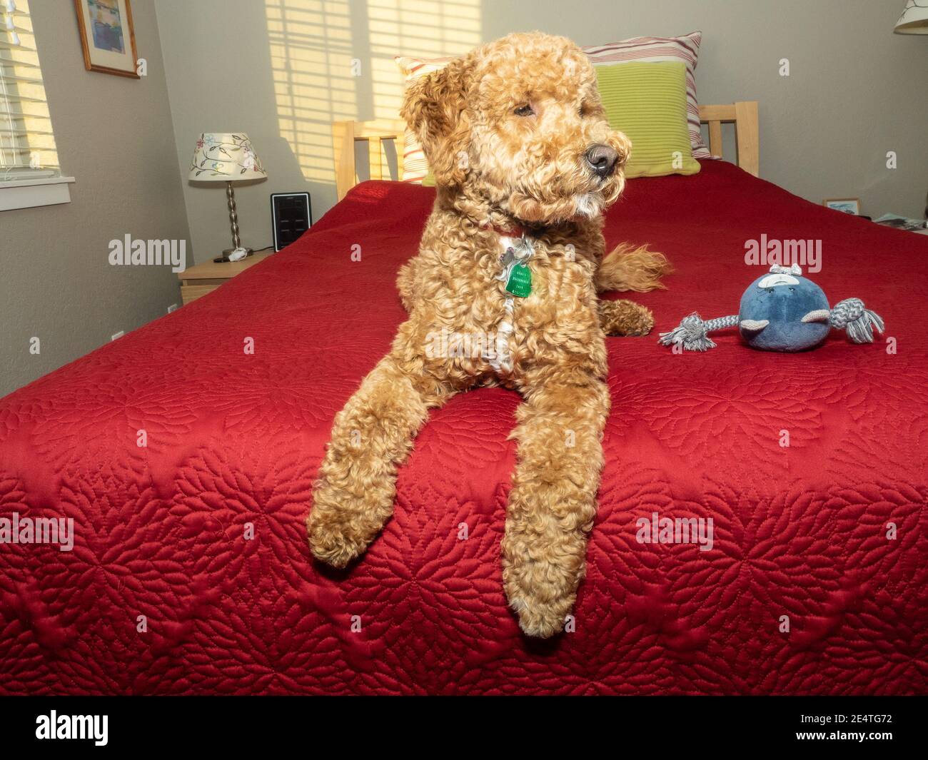L'australiano Labradoodle è un mix tra Labrador Retriever, Poodle e Cocker Spaniel. Foto Stock