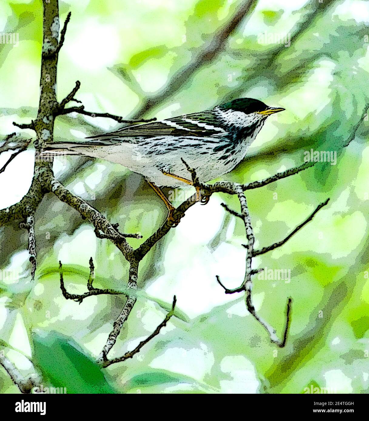 uccello sul ramo astratto Foto Stock