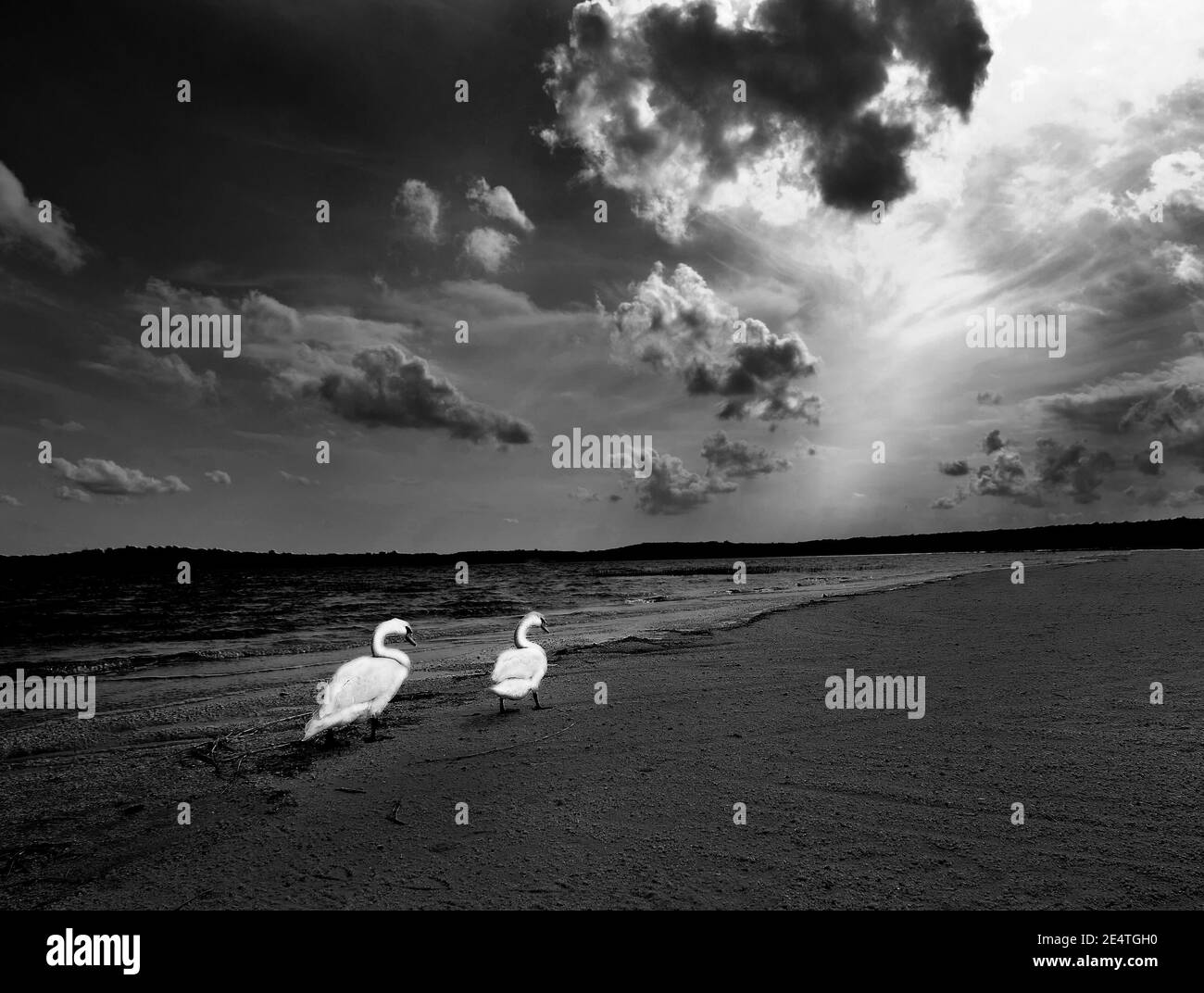 Cigno a piedi Foto Stock